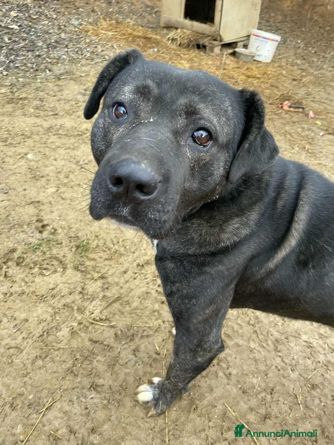 Meticcio cani in regalo: HERCULES, molosso dalla bontà unica! - Annuncio 3