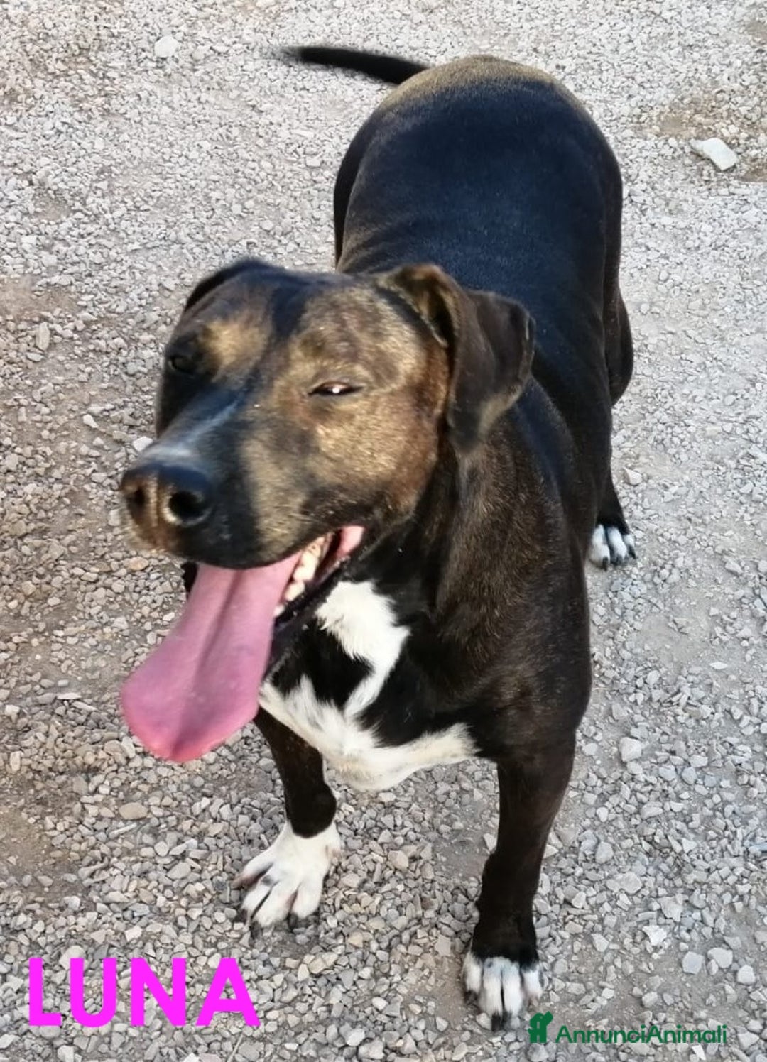 Meticcio cani in regalo: LUNA amabile femminuccia - Annuncio 1