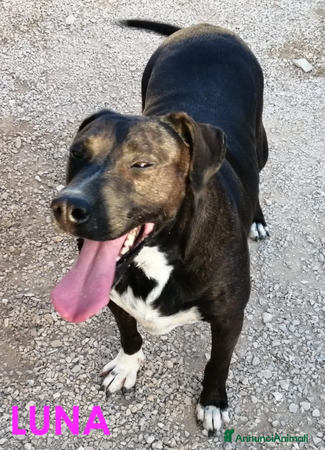 Meticcio cani in regalo: LUNA amabile femminuccia - Annuncio 1