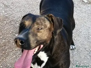 Meticcio cani LUNA amabile femminuccia - Annuncio 20