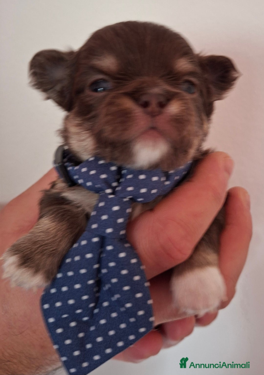 Chihuahua cani in vendita: Chihuahua  - Annuncio 11