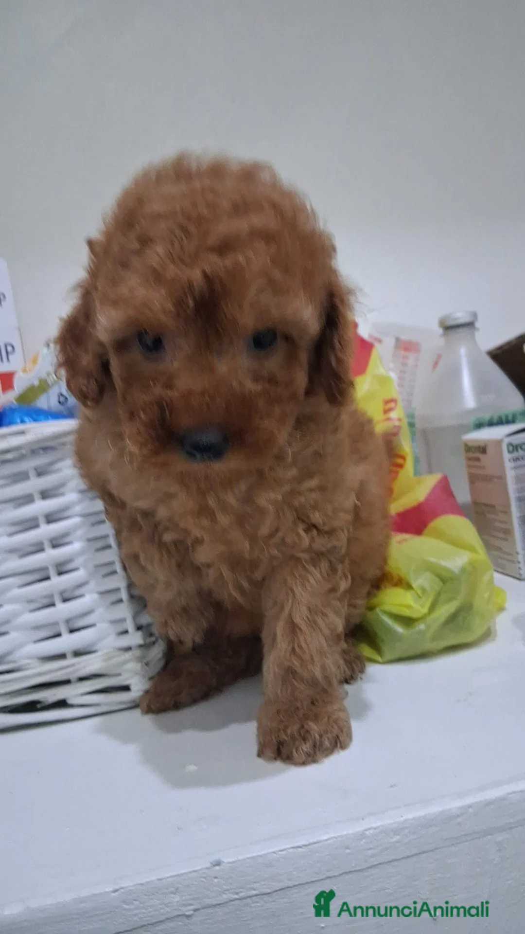 Barboncino Toy cani in vendita: Cuccioli di barboncino toy  - Annuncio 2