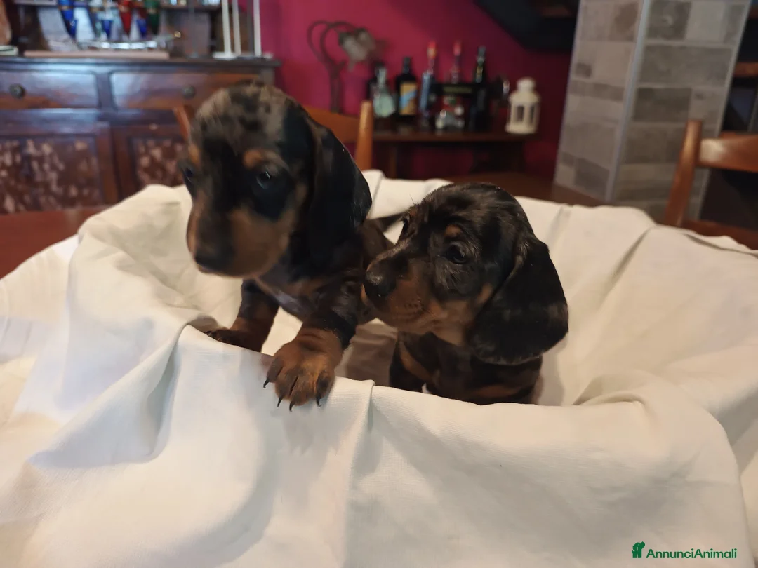 Bassotto cani in vendita: BASSOTTI TEDESCHI PELO CORTO  - Annuncio 3