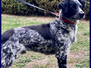 Meticcio cani NACHO 7anni e 20kg di gioia di vivere! - Annuncio 38