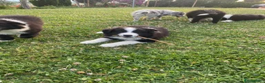 Border Collie Cucciolo 2