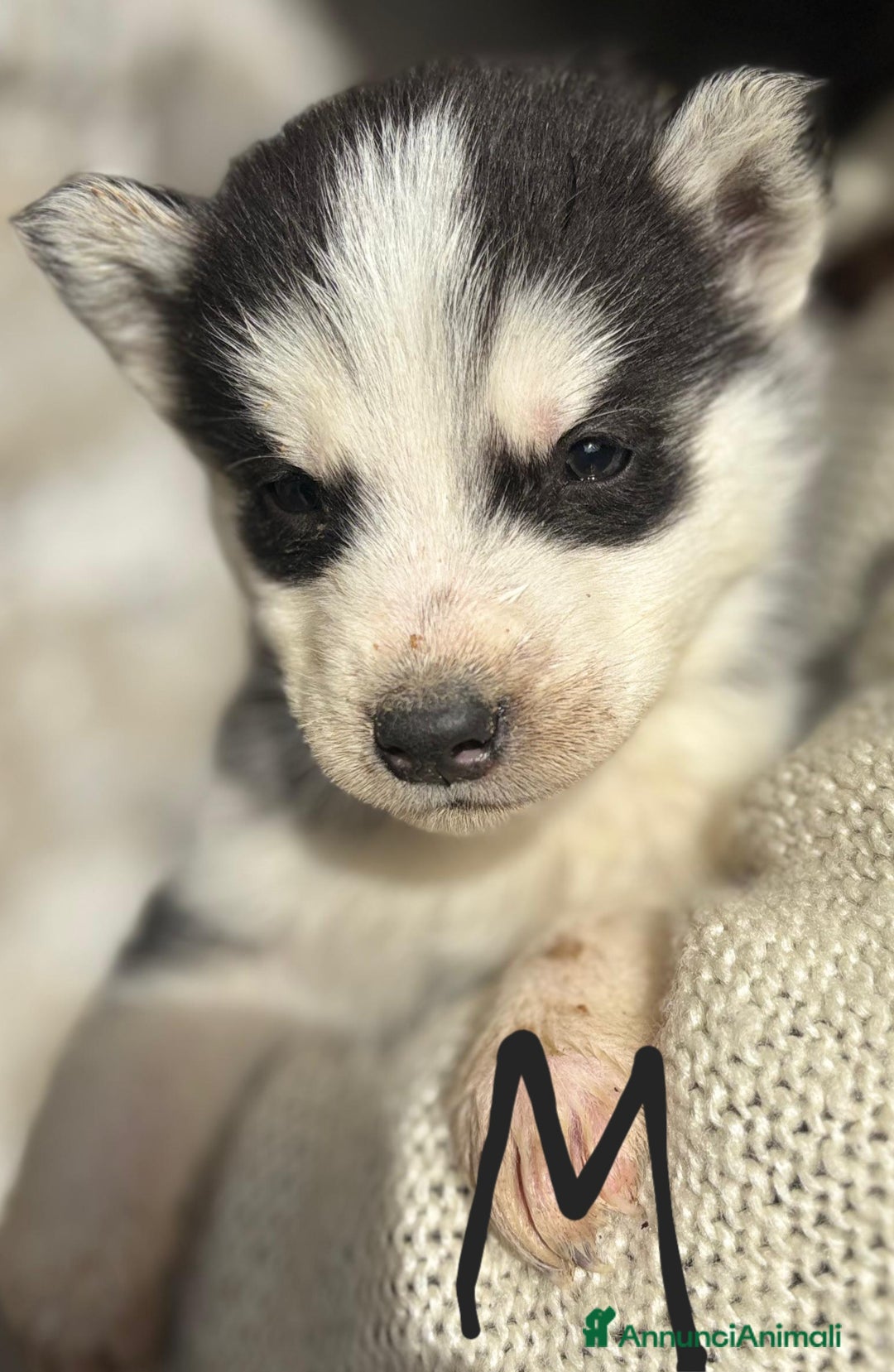 Husky cani in vendita: Cucciollata di husky siberian  - Annuncio 3