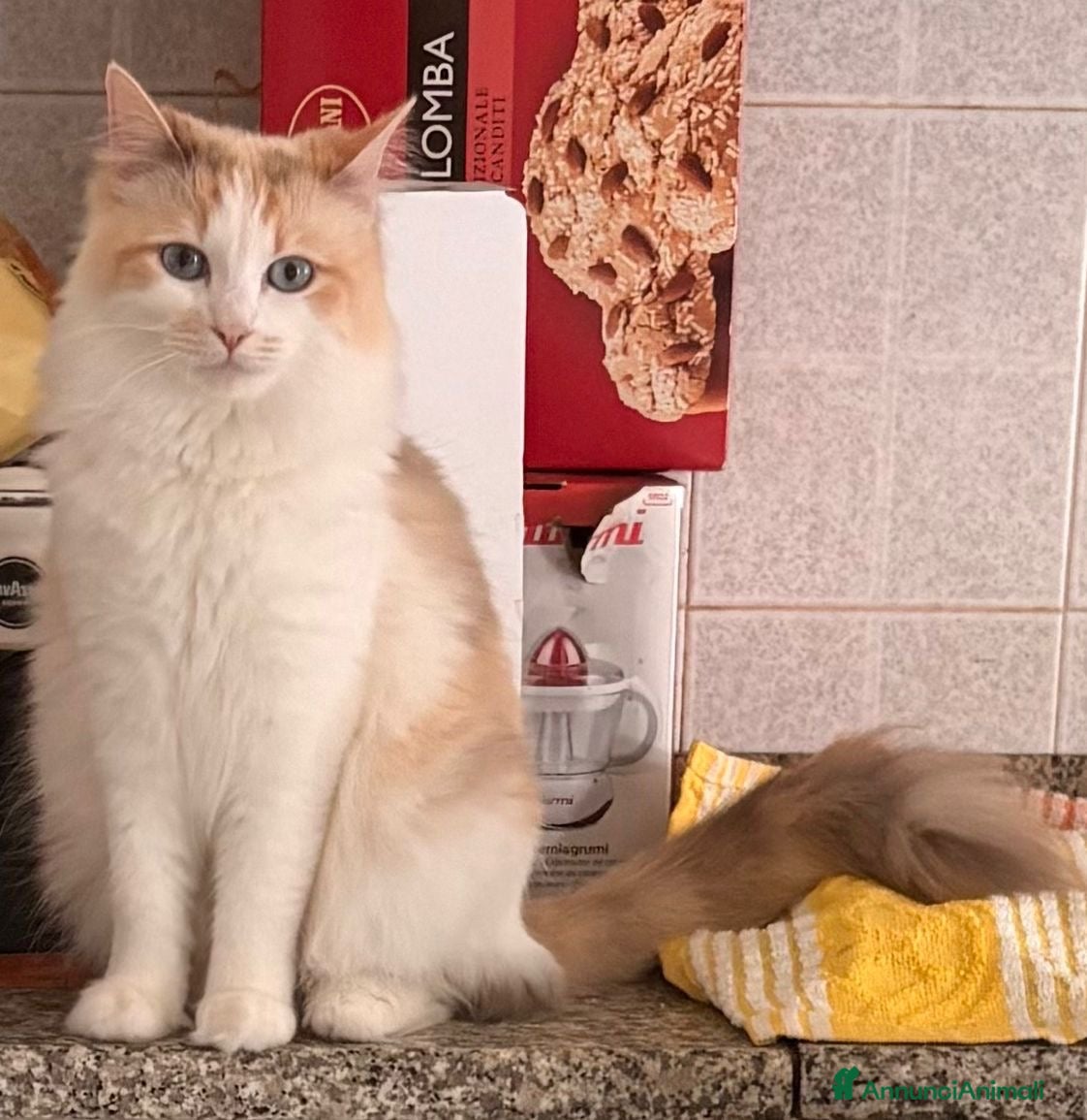 Ragdoll gatti Cuccioli ragdoll 5 mesi disponibili  - Annuncio 21