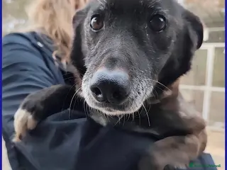 Meticcio cani TATA MATILDA 14 ANNI, TUTTA LA VITA IN CANILE - Annuncio 12