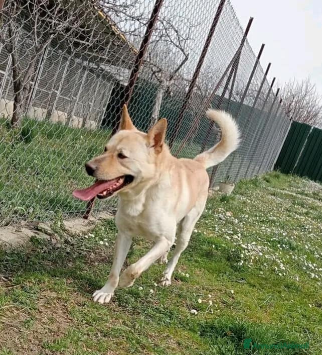 Meticcio cani TAKESHI bravo e socievole 30kg - Annuncio 2