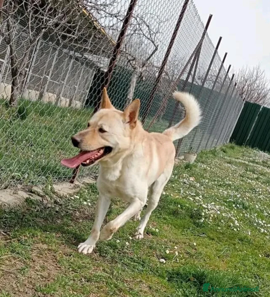 Meticcio cani in regalo: TAKESHI bravo e socievole 30kg a Provincia di Verona - Annuncio 1