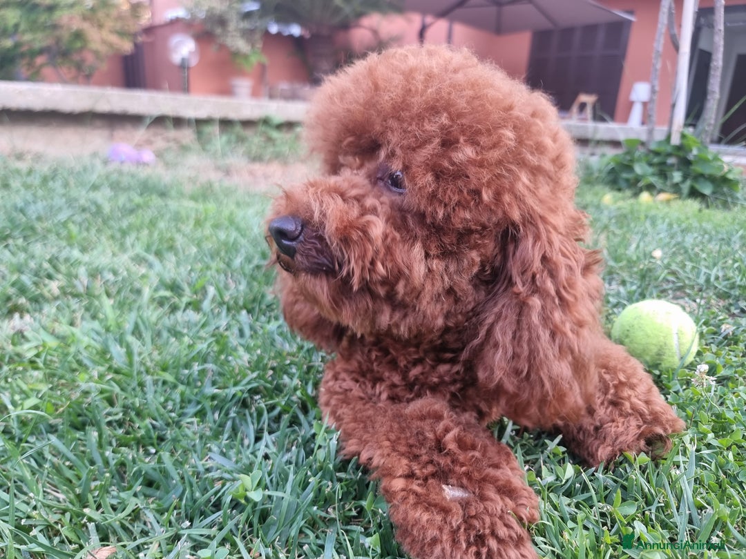 Barboncino cani per accoppiamento: Barboncino nano fulvo a Città metropolitana di Roma Capitale - Immagine 7