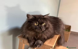 Siberiano gatti in vendita: Bellissimi Gattini siberiani e Neva masquerade. a Città Metropolitana di Genova - Immagine 9