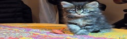 Maine Coon gatti in vendita: Vendo Cuccioli di Maine Coon - Annuncio 28
