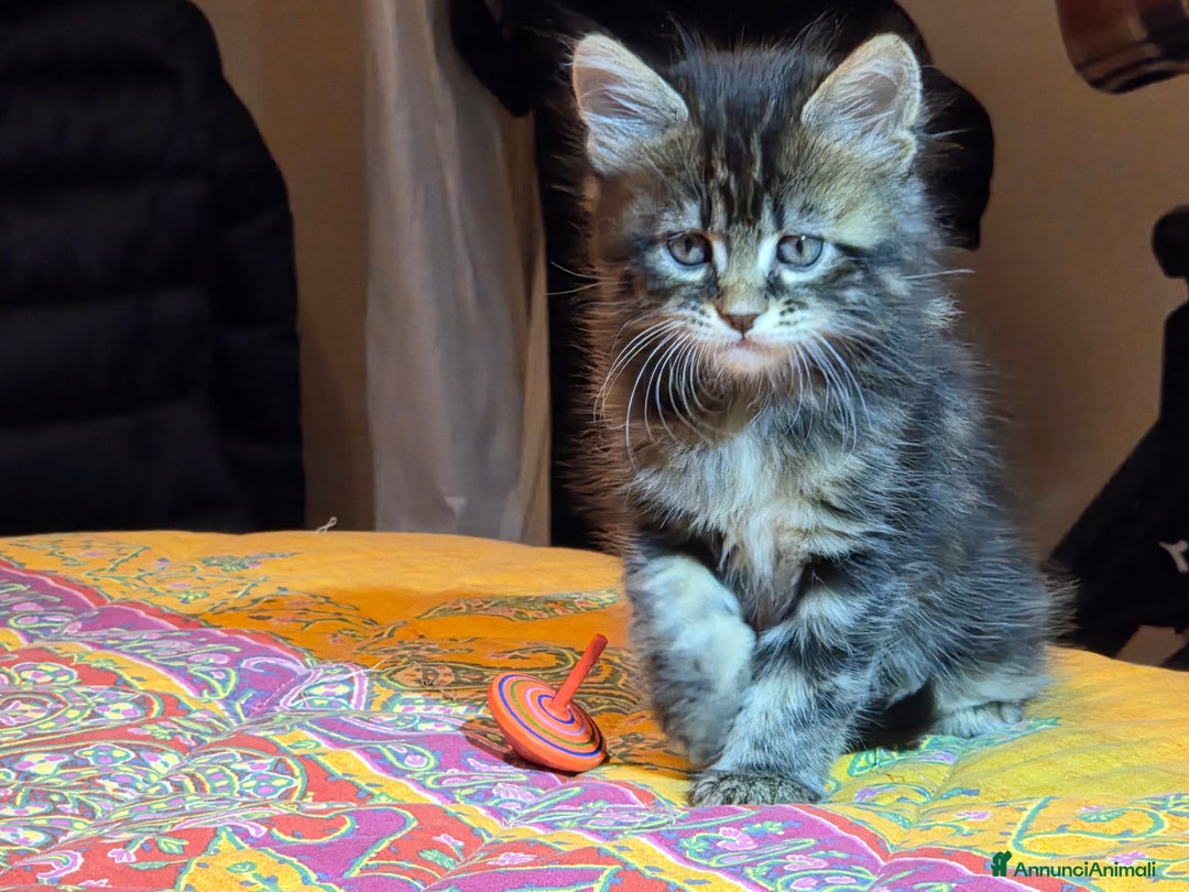 Maine Coon gatti in vendita: Vendo Cuccioli di Maine Coon - Annuncio 28