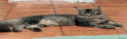 Maine Coon gatti in vendita: Maine Coon - Annuncio 8