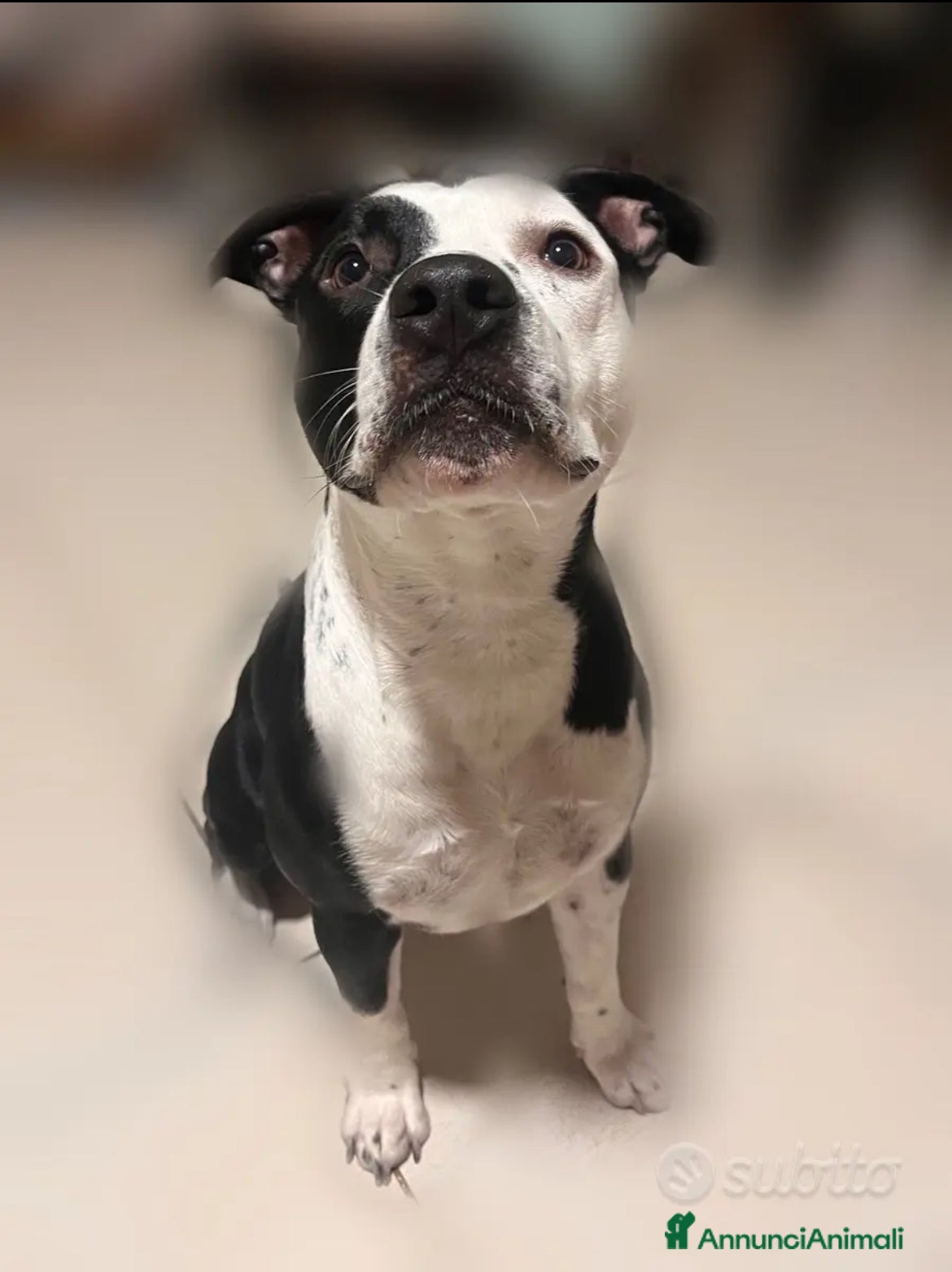 American Staffordshire cani Sirius Maschietto Amstaff - Annuncio 1