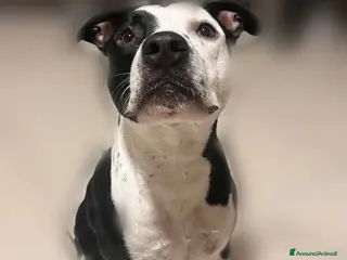 American Staffordshire cani Sirius Maschietto Amstaff - Annuncio 1