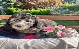 Barboncino cani in vendita: Barboncino  - Annuncio 2