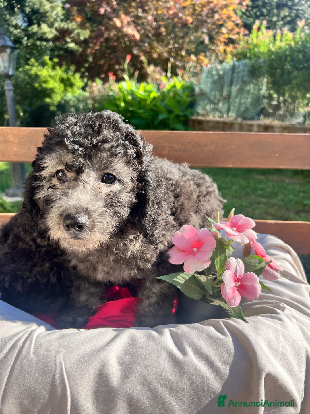 Barboncino cani in vendita: Barboncino  - Annuncio 2