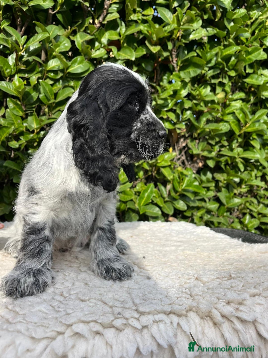 Cocker cani in vendita: Cocker spaniel inglese con pedigree - Annuncio 5