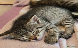 Altre razze gatti in regalo: URGENTE GATTINI CERCANO CASA a Provincia di Benevento - Immagine 6