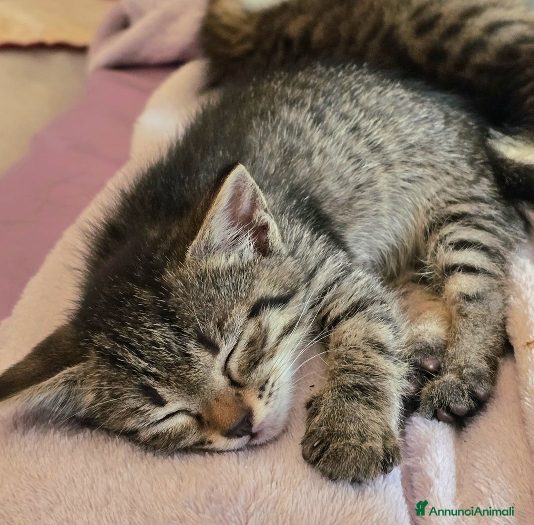Altre razze gatti in regalo: URGENTE GATTINI CERCANO CASA a Provincia di Benevento - Immagine 6