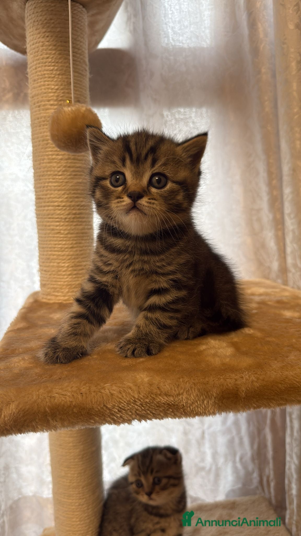 British gatti in vendita: British shorthair  - Annuncio 3