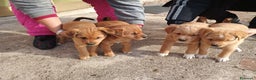 Meticcio cani in vendita: 4 Piccoli vicino Mantova Cercano un Nuovo Inizio! - Annuncio 1