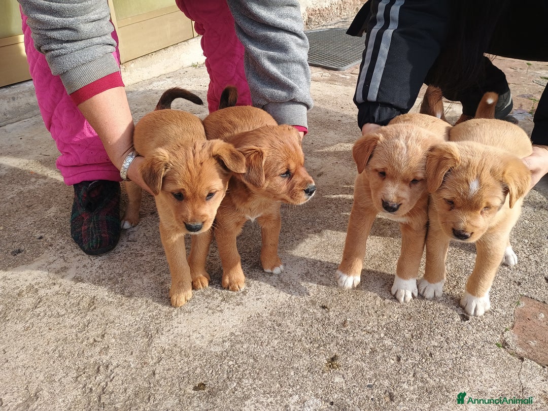 Meticcio cani in vendita: 4 Piccoli vicino Mantova Cercano un Nuovo Inizio! - Annuncio 1