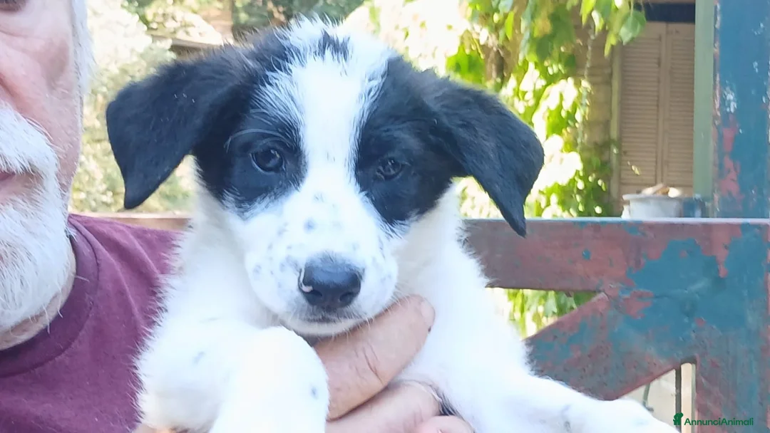 Meticcio cani in regalo: LA SPLENDIDA BELINDA HA BISOGNO DI UNA CASA - Annuncio 2