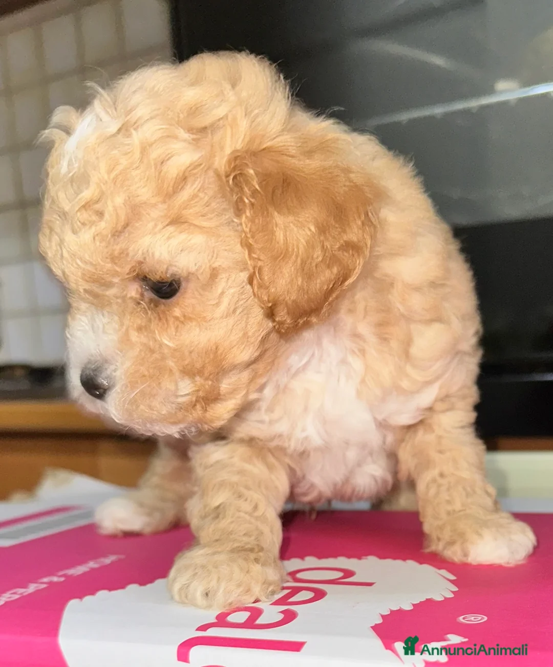 Barboncino Toy cani in vendita: Barboncini Toy  - Annuncio 6