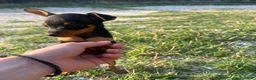 Pinscher Miniatura cani in vendita: Pincher toy - Annuncio 7
