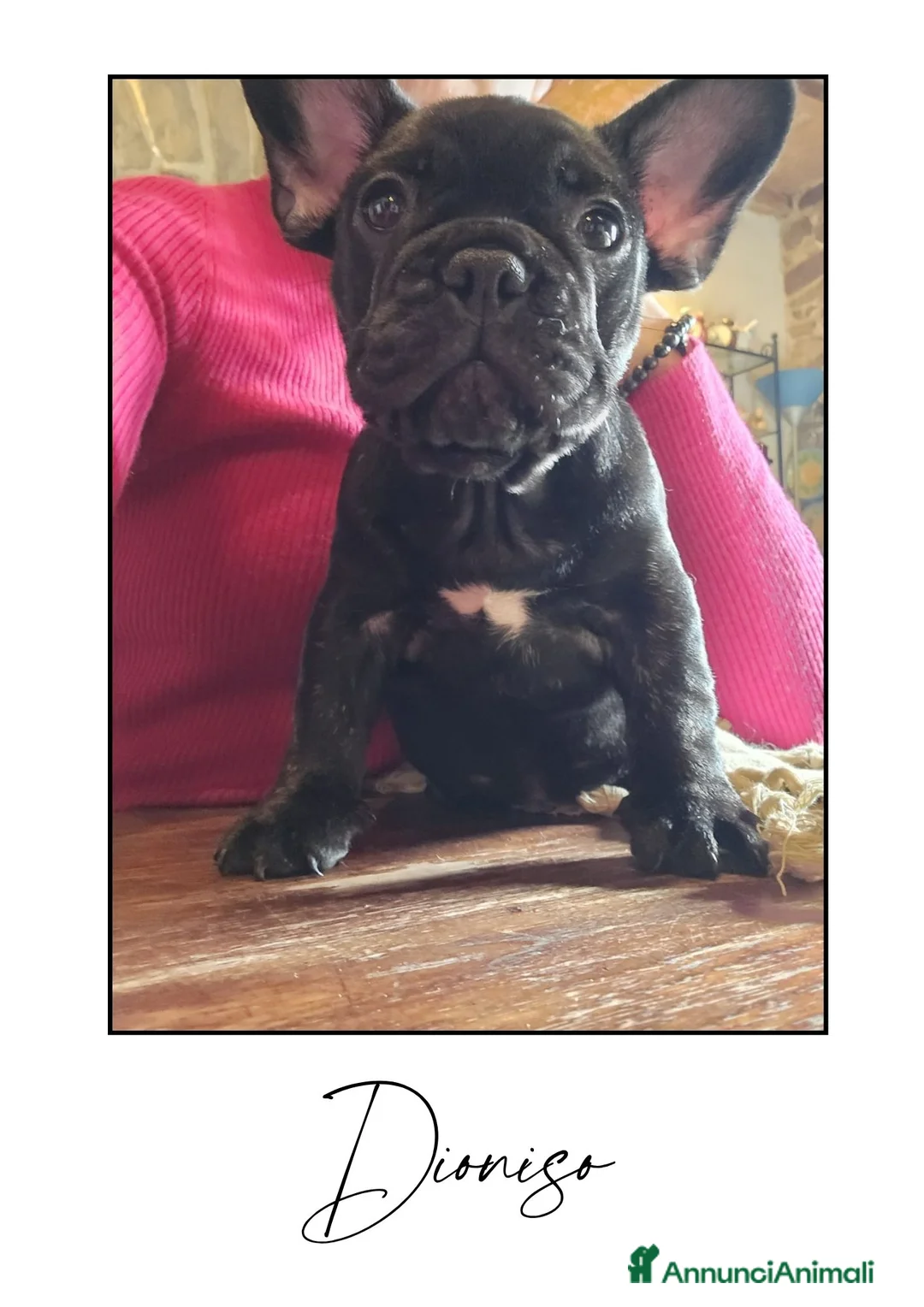 Bulldog Francese cani in vendita: Disponibili cuccioli di Bulldog Francese - Annuncio 7