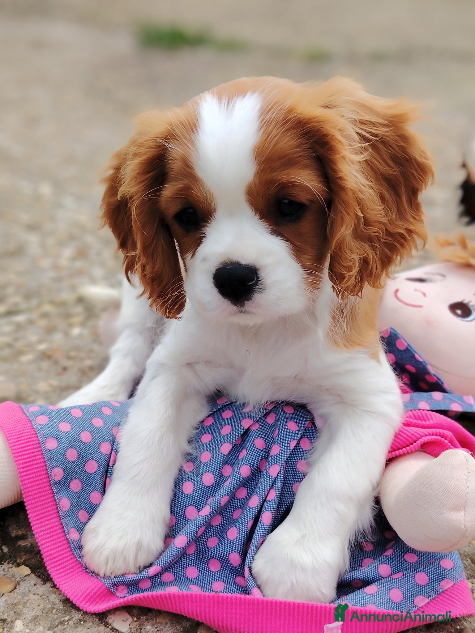 Cavalier King cani Cavalier King - Annuncio 2