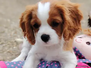 Cavalier King cani Cavalier King - Annuncio 2
