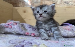 Maine Coon gatti in vendita: Maine Coon cuccioli pedigree ANFI a Provincia di Modena - Immagine 11