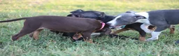 Pitbull cani in vendita: Cuccioli Pit Bull con pedigree anche a rate - Annuncio 17