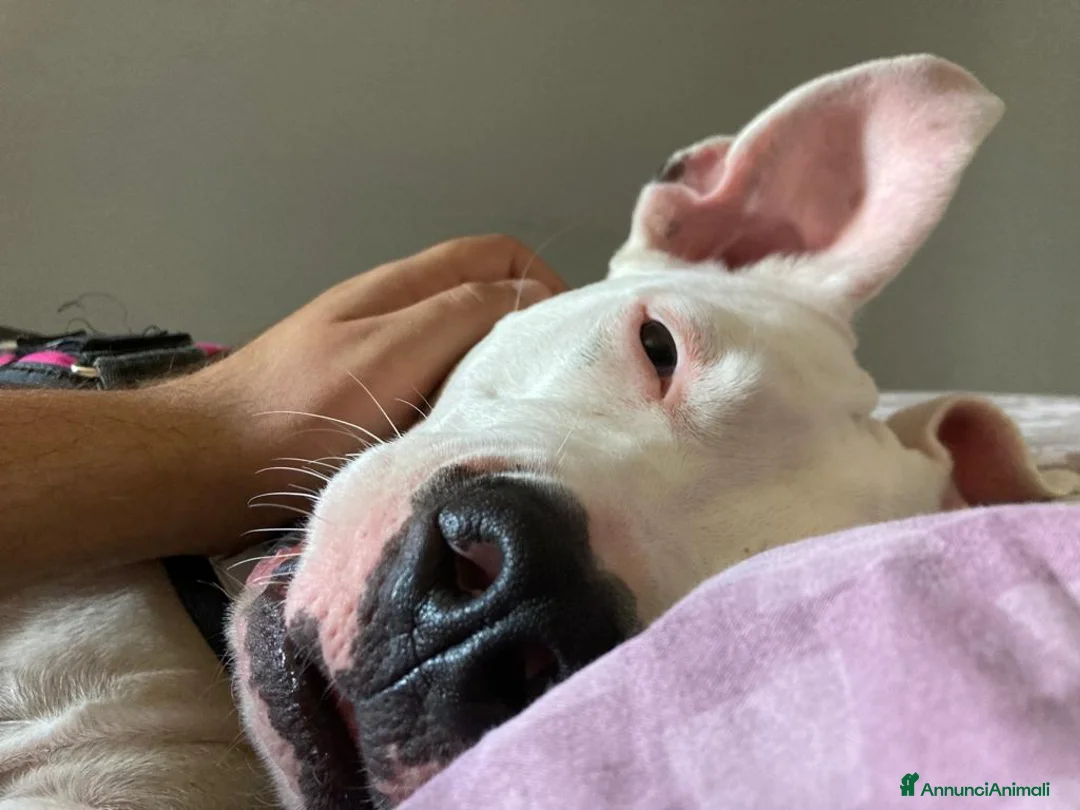 American Staffordshire cani in regalo:  American Stafforshire femmina di 3 anni - Annuncio 1