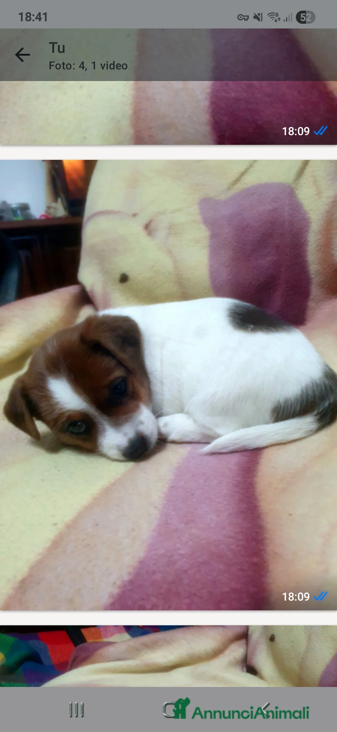 Jack Russell cani in vendita: Stupendi cuccioki di Jack Russel - Annuncio 14