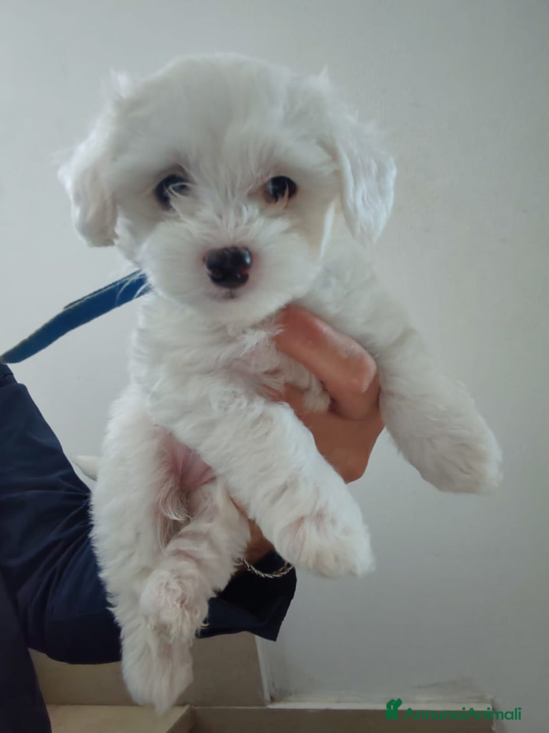 Maltese cani in vendita: 2 Cuccioli di Maltese disponibili - Annuncio 2