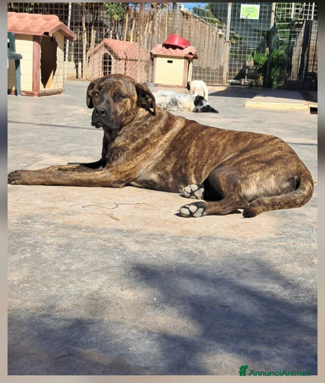 Meticcio cani LUCKY cucciolo simil cane corso - Annuncio 32