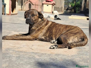 Meticcio cani LUCKY cucciolo simil cane corso - Annuncio 8