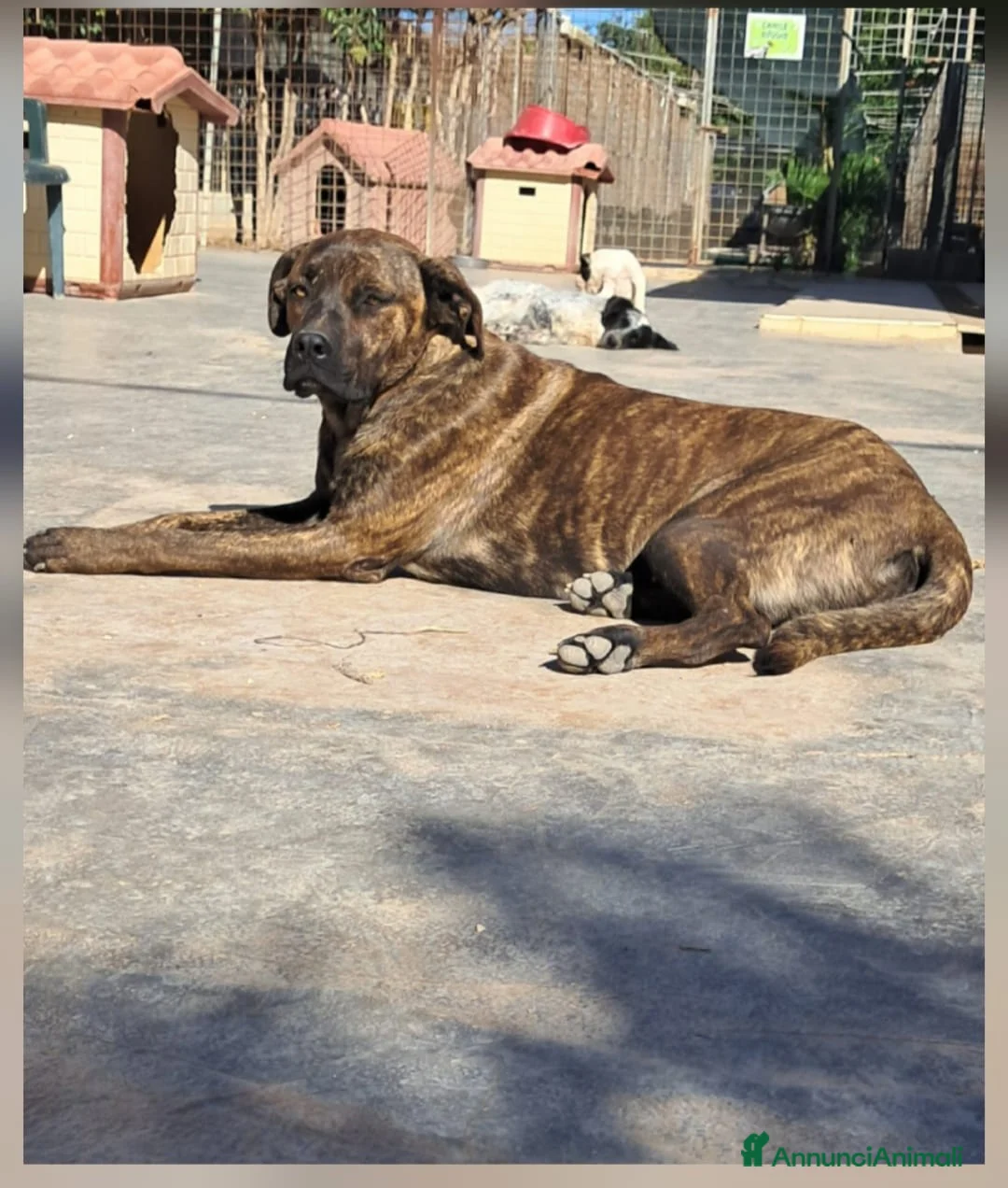 Meticcio cani in regalo: LUCKY cucciolo simil cane corso - Annuncio 1