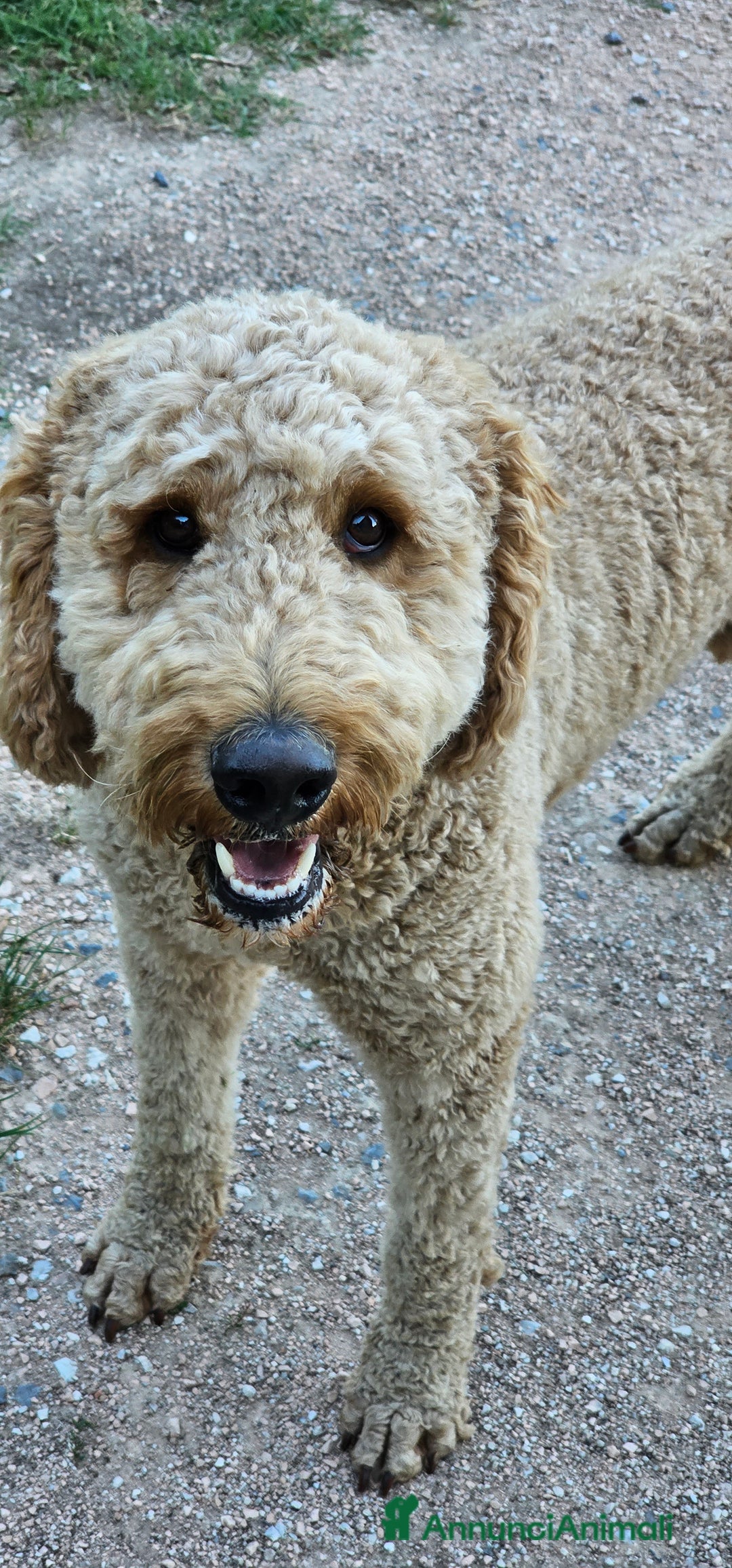 Altre razze cani per accoppiamento: Golden Doodle F1B per accoppiamento  - Annuncio 10