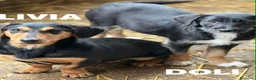 Meticcio cani in regalo: LIVIA, mix bassottina super coccolona! - Annuncio 3