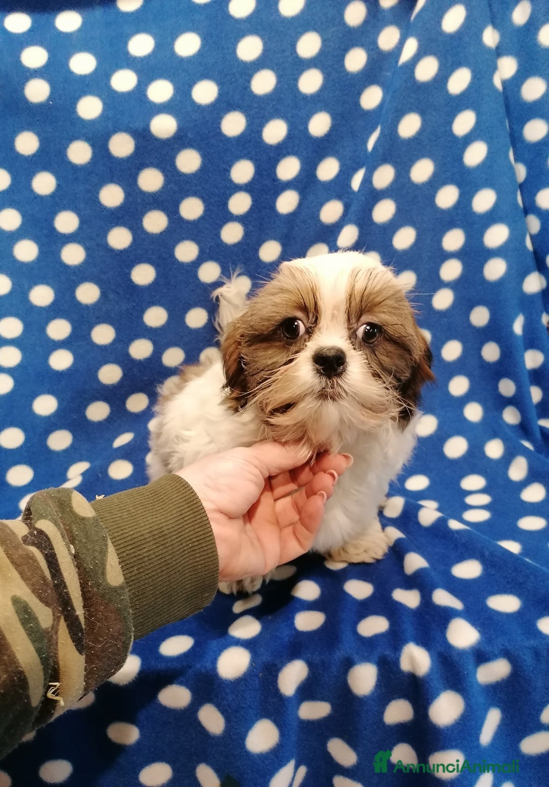 Shih Tzu cani in vendita: Shih Tzu cuccioli piccoli - Annuncio 1