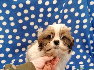 Shih Tzu cani Shih Tzu cuccioli piccoli - Annuncio 29
