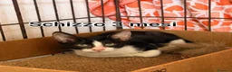 Altre razze gatti in regalo: ADOTTA UN GATTINO! a Provincia di Reggio Emilia - Annuncio 11
