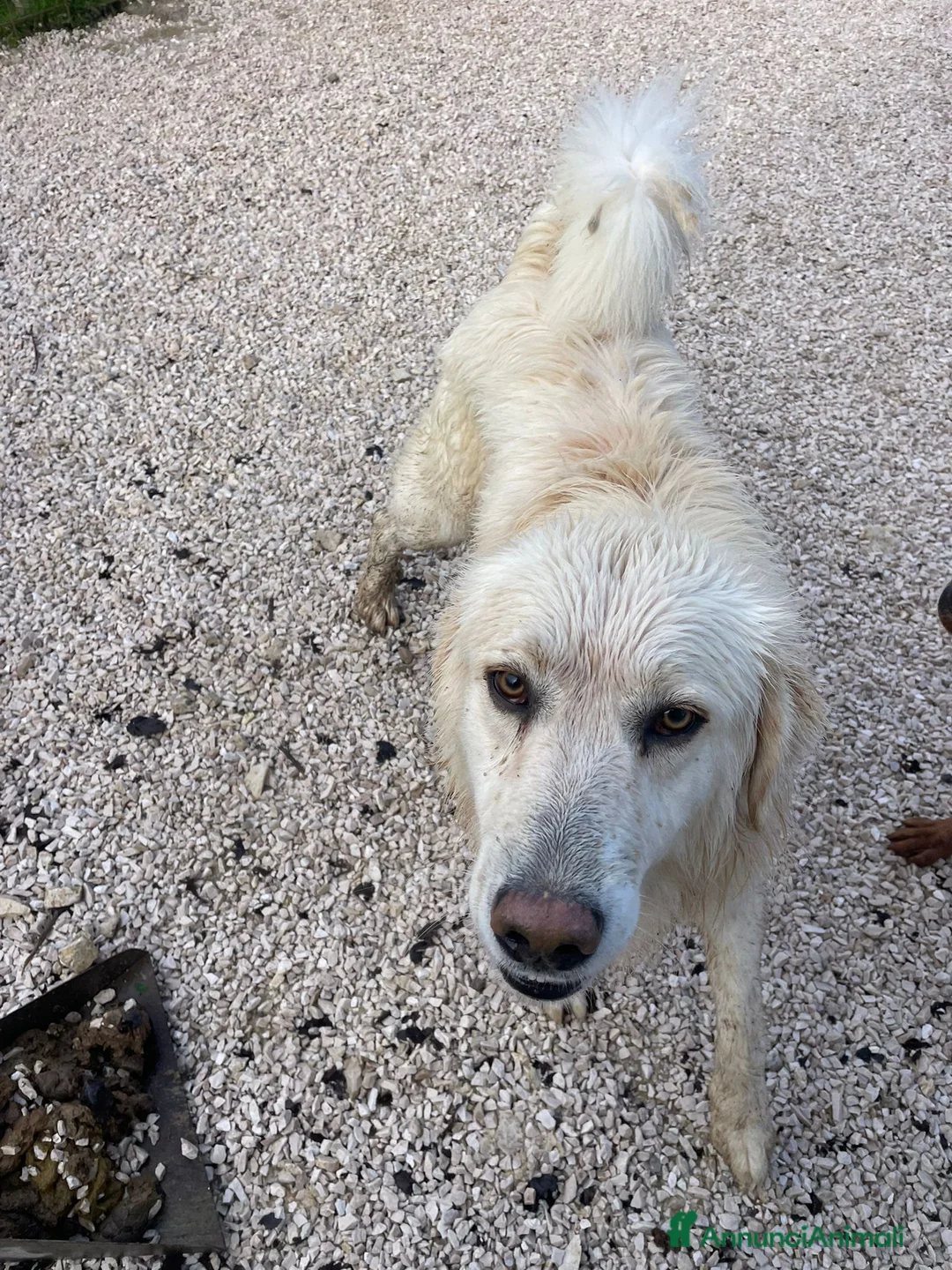 Meticcio cani in regalo: MI ADOTTI? - Annuncio 2