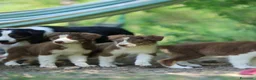 Australian Shepherd cani in vendita: Ultima cucciola Australian Shepherd con pedigree - Annuncio 4